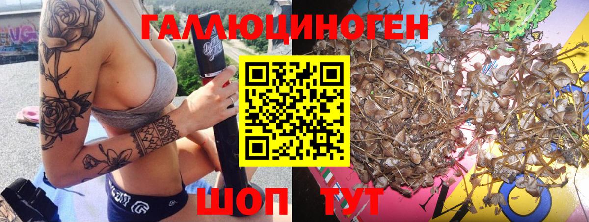 Псилоцибиновые грибы Psilocybe Мичуринск